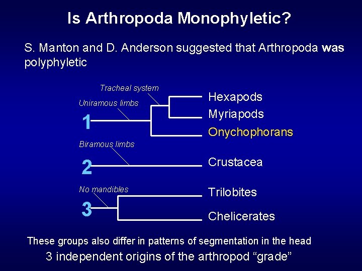 Is Arthropoda Monophyletic? S. Manton and D. Anderson suggested that Arthropoda was polyphyletic Tracheal