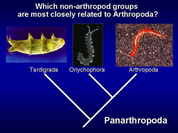Which non-arthropod groups are most closely related to Arthropoda? Tardigrada Onychophora Arthropoda Panarthropoda 