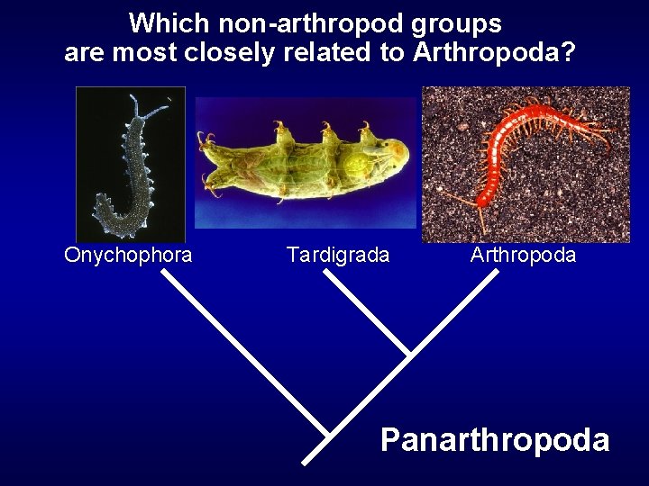 Which non-arthropod groups are most closely related to Arthropoda? Onychophora Tardigrada Arthropoda Panarthropoda 