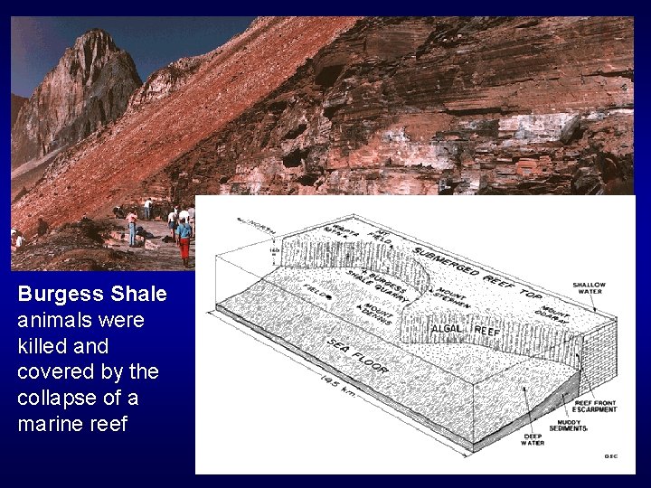 Burgess Shale animals were killed and covered by the collapse of a marine reef