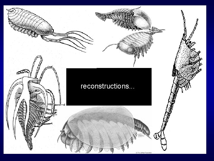 reconstructions. . . 