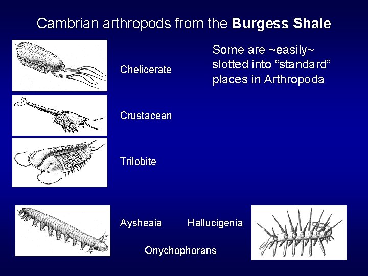 Cambrian arthropods from the Burgess Shale Chelicerate Some are ~easily~ slotted into “standard” places