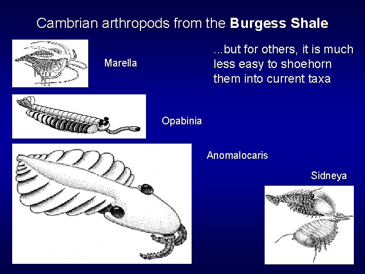 Cambrian arthropods from the Burgess Shale. . . but for others, it is much