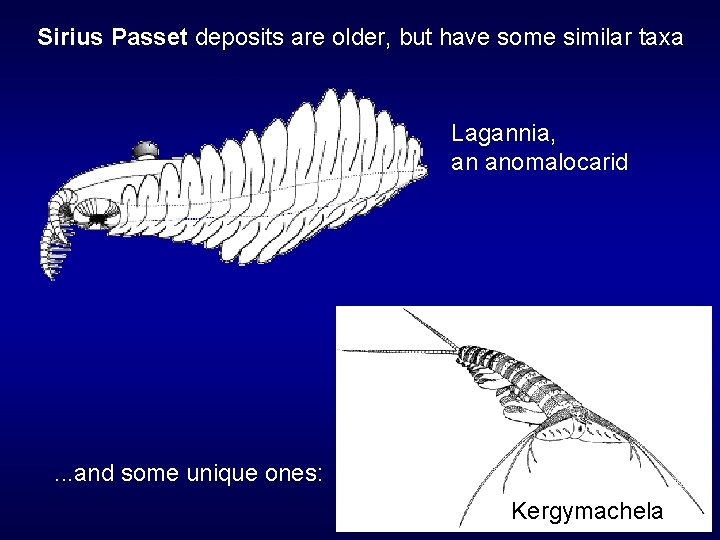 Sirius Passet deposits are older, but have some similar taxa Lagannia, an anomalocarid .