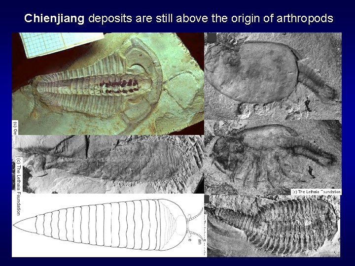 Chienjiang deposits are still above the origin of arthropods 