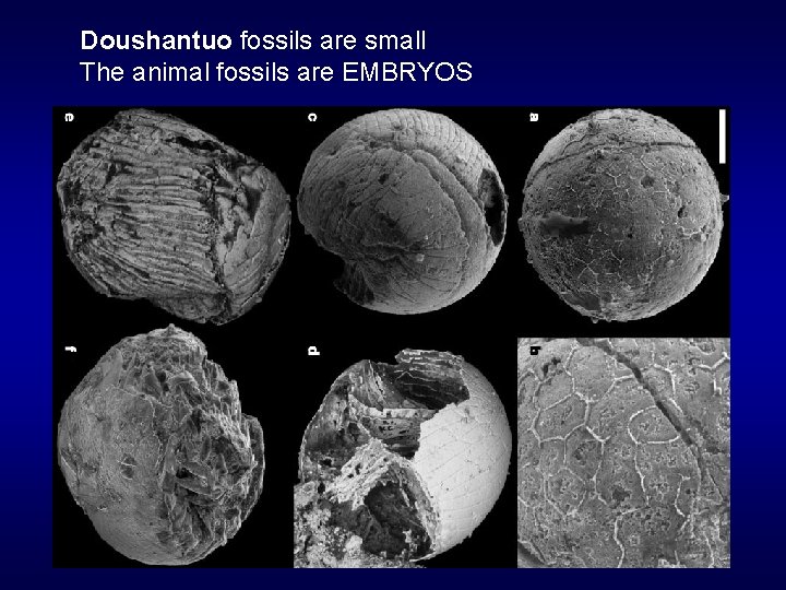 Doushantuo fossils are small The animal fossils are EMBRYOS 