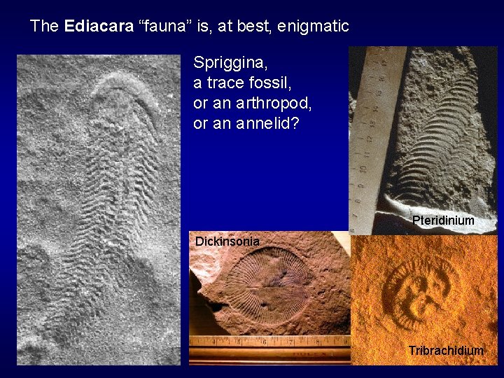 The Ediacara “fauna” is, at best, enigmatic Spriggina, a trace fossil, or an arthropod,