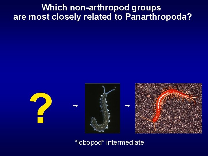 Which non-arthropod groups are most closely related to Panarthropoda? ? “lobopod” intermediate 