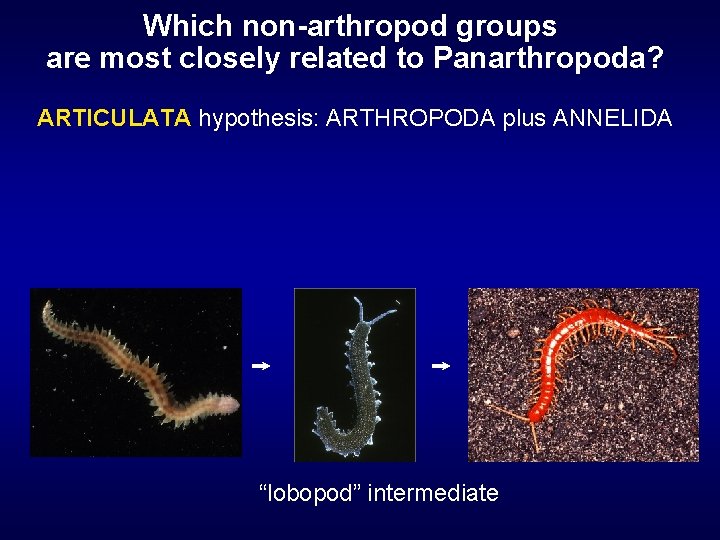 Which non-arthropod groups are most closely related to Panarthropoda? ARTICULATA hypothesis: ARTHROPODA plus ANNELIDA