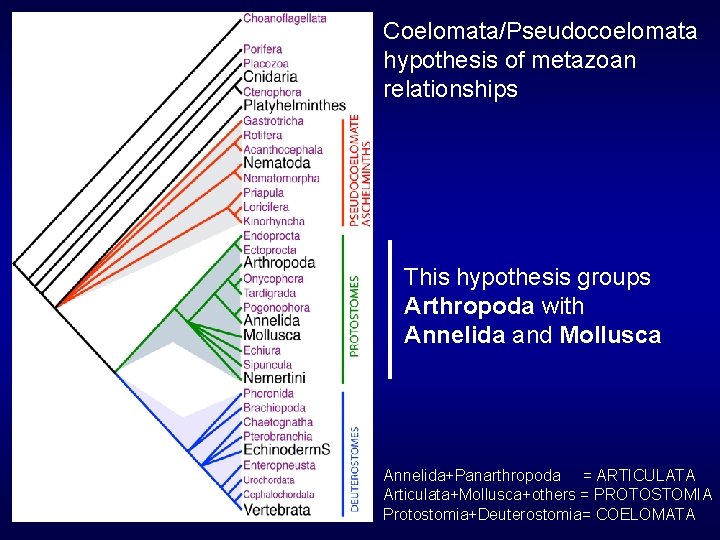 Coelomata/Pseudocoelomata hypothesis of metazoan relationships This hypothesis groups Arthropoda with Annelida and Mollusca Annelida+Panarthropoda