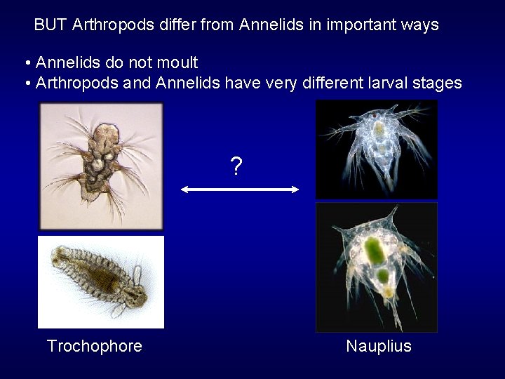 BUT Arthropods differ from Annelids in important ways • Annelids do not moult •