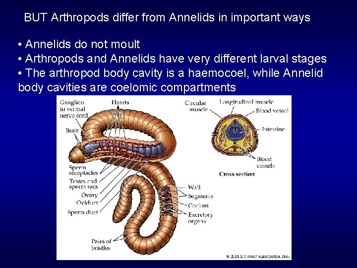 BUT Arthropods differ from Annelids in important ways • Annelids do not moult •