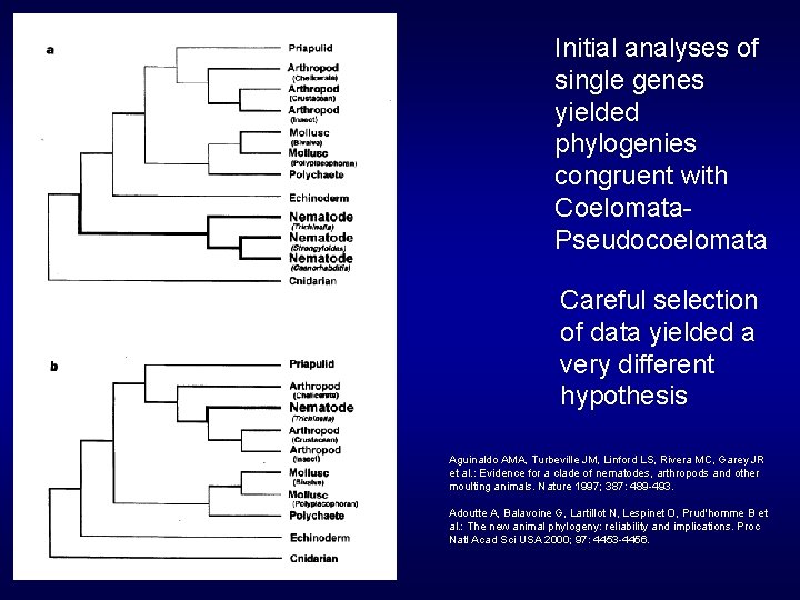 Initial analyses of single genes yielded phylogenies congruent with Coelomata. Pseudocoelomata Careful selection of