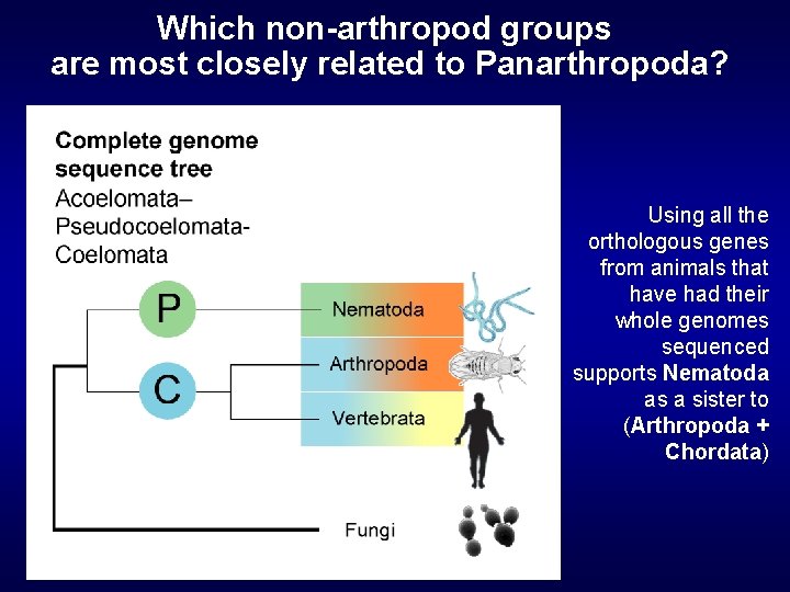 Which non-arthropod groups are most closely related to Panarthropoda? Using all the orthologous genes