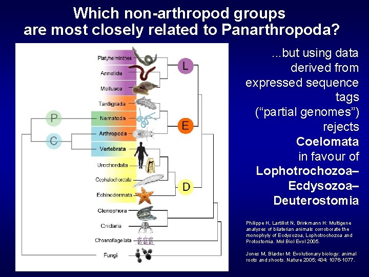 Which non-arthropod groups are most closely related to Panarthropoda? . . . but using