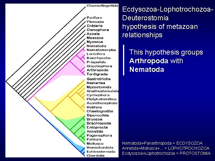 Ecdysozoa-Lophotrochozoa. Deuterostomia hypothesis of metazoan relationships This hypothesis groups Arthropoda with Nematoda+Panarthropoda = ECDYSOZOA