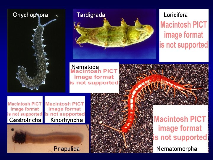 Onychophora Tardigrada Loricifera Nematoda Gastrotricha Kinorhyncha Priapulida Nematomorpha 