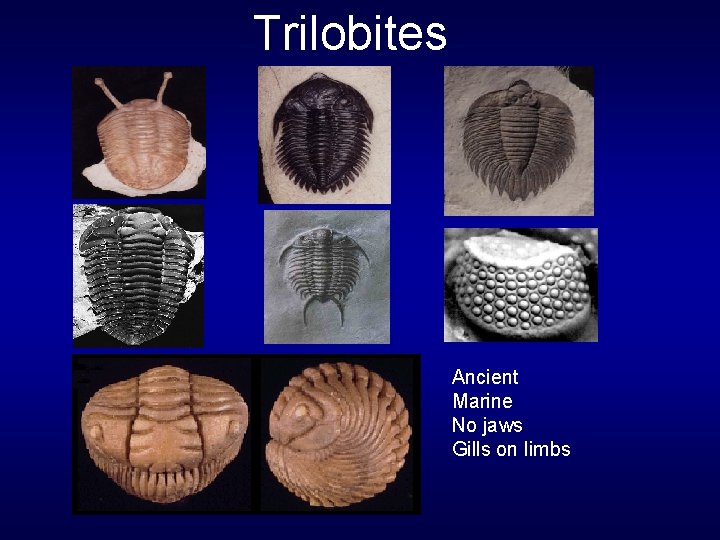 Trilobites Ancient Marine No jaws Gills on limbs 