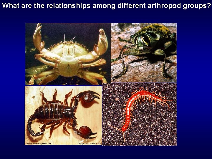 What are the relationships among different arthropod groups? 