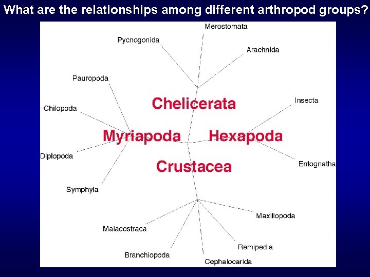 What are the relationships among different arthropod groups? 