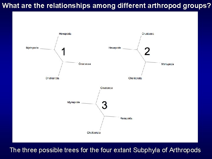 What are the relationships among different arthropod groups? The three possible trees for the