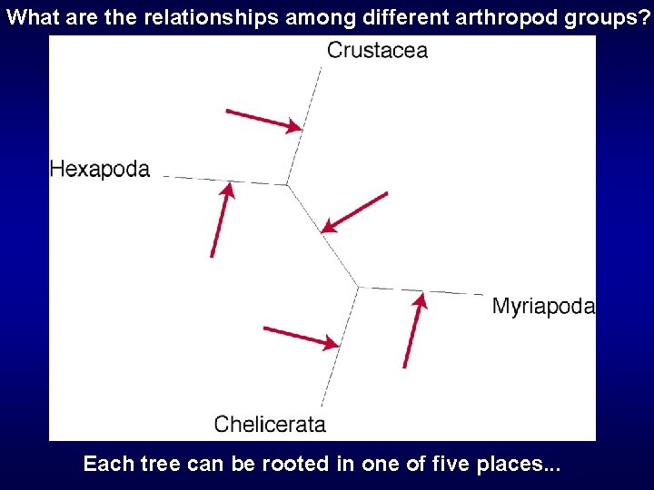 What are the relationships among different arthropod groups? Each tree can be rooted in