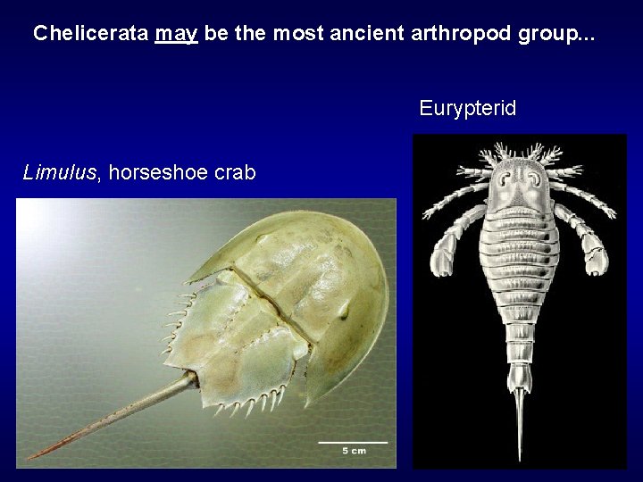 Chelicerata may be the most ancient arthropod group. . . Eurypterid Limulus, horseshoe crab