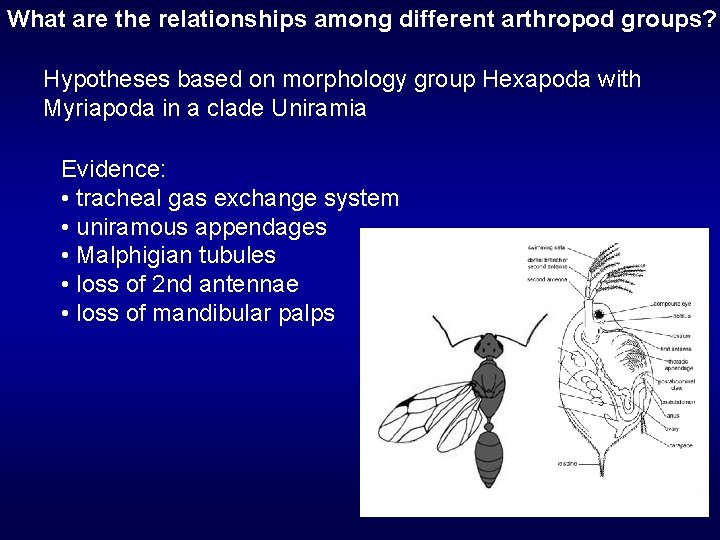 What are the relationships among different arthropod groups? Hypotheses based on morphology group Hexapoda