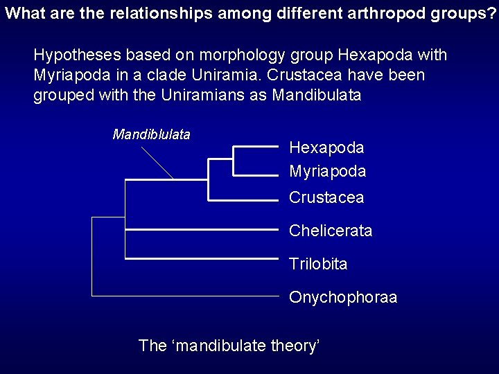 What are the relationships among different arthropod groups? Hypotheses based on morphology group Hexapoda