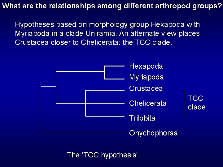 What are the relationships among different arthropod groups? Hypotheses based on morphology group Hexapoda