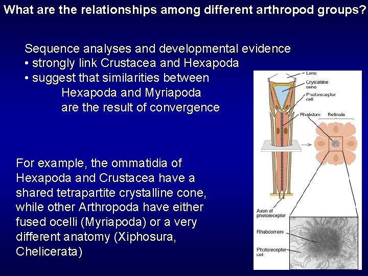 What are the relationships among different arthropod groups? Sequence analyses and developmental evidence •