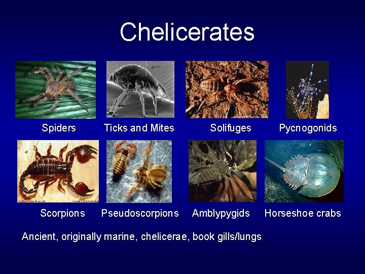 Chelicerates Spiders Ticks and Mites Scorpions Pseudoscorpions Solifuges Amblypygids Ancient, originally marine, chelicerae, book