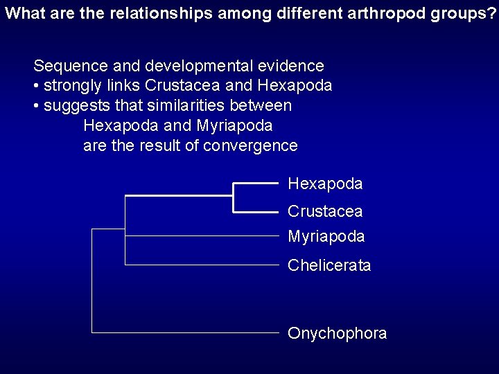 What are the relationships among different arthropod groups? Sequence and developmental evidence • strongly