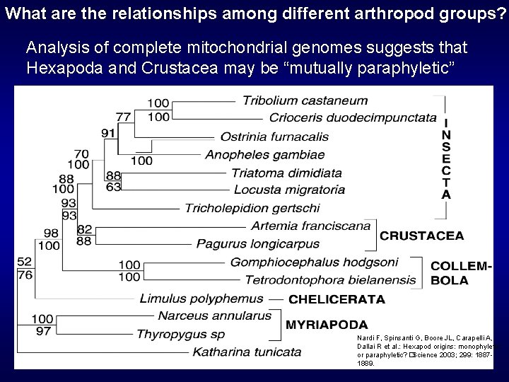 What are the relationships among different arthropod groups? Analysis of complete mitochondrial genomes suggests