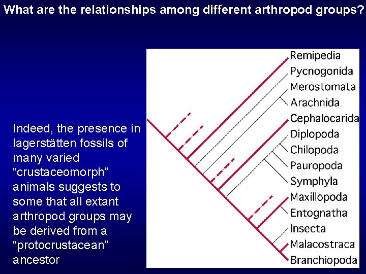 What are the relationships among different arthropod groups? Indeed, the presence in lagerstätten fossils