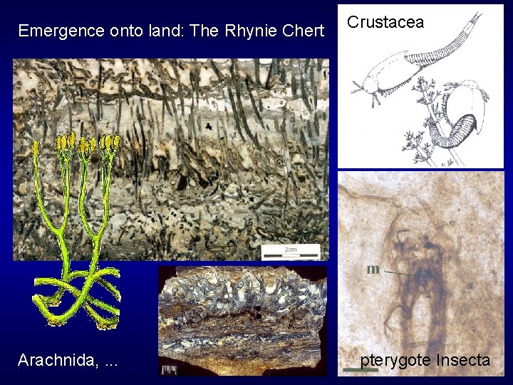 Emergence onto land: The Rhynie Chert Arachnida, . . . Crustacea pterygote Insecta 