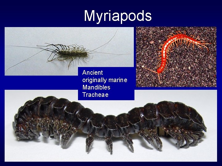 Myriapods Ancient originally marine Mandibles Tracheae 