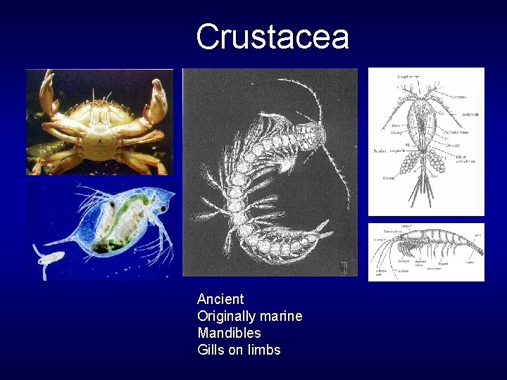 Crustacea Ancient Originally marine Mandibles Gills on limbs 