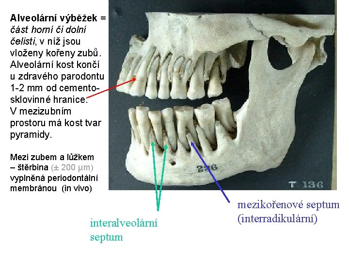 Alveolární výběžek = část horní či dolní čelisti, v níž jsou vloženy kořeny zubů.