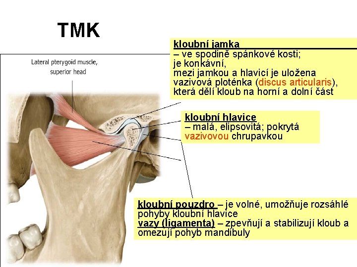 TMK kloubní jamka – ve spodině spánkové kosti; je konkávní, mezi jamkou a hlavicí