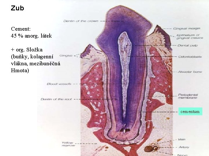 Zub Cement: 45 % anorg. látek + org. Složka (buňky, kolagenní vlákna, mezibuněčná Hmota)