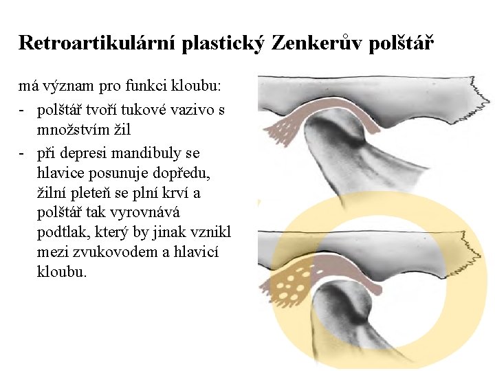 Retroartikulární plastický Zenkerův polštář má význam pro funkci kloubu: - polštář tvoří tukové vazivo