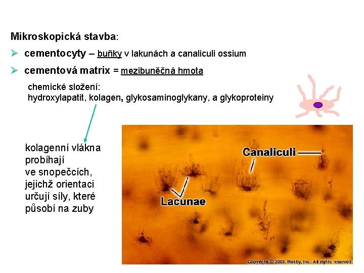 Mikroskopická stavba: Ø cementocyty – buňky v lakunách a canaliculi ossium Ø cementová matrix