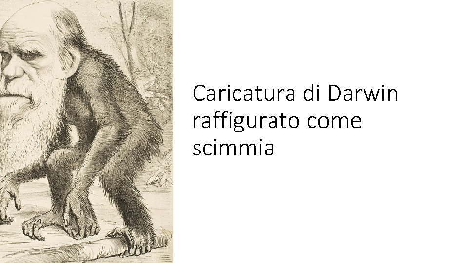 Caricatura di Darwin raffigurato come scimmia 