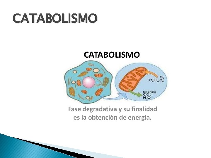 CATABOLISMO 