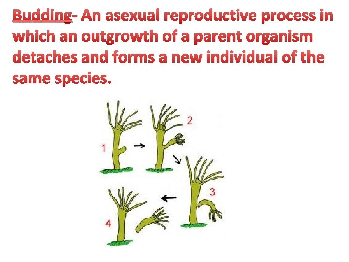 Budding- An asexual reproductive process in which an outgrowth of a parent organism detaches