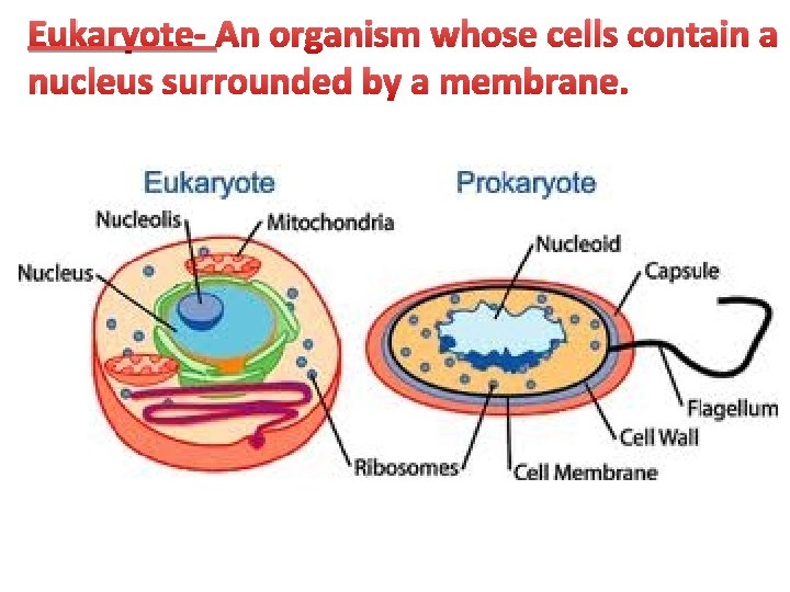 Eukaryote- An organism whose cells contain a nucleus surrounded by a membrane. 