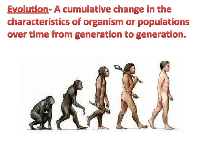 Evolution- A cumulative change in the characteristics of organism or populations over time from