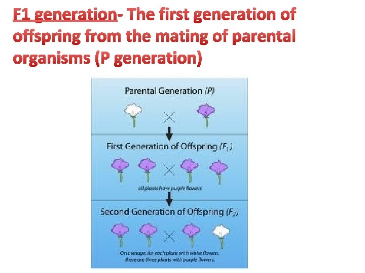 F 1 generation- The first generation of offspring from the mating of parental organisms