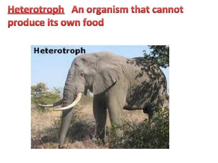 Heterotroph An organism that cannot produce its own food 